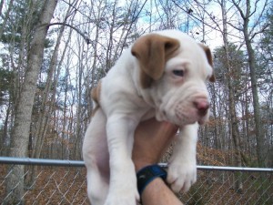 A.d.b.a. Reg....red Nosed American Pit Bull Terrier Puppies..