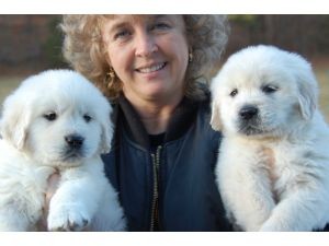 Two golden retriever puppies for adoption .