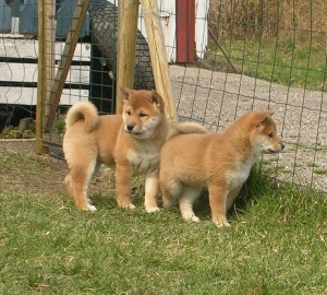 healthy Male and Female Akita Inu puppies For Adoption.