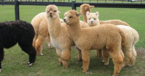 Alpacas For Sale-Herd Guards, Pets, Grass Munchers, Stud Services