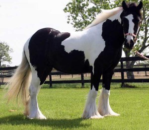 Gypsy Stallon Horse