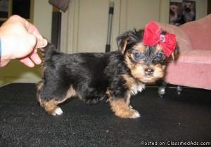 Home Raised Akc T-Cup Yorkie Puppies Available.foradoption