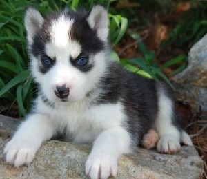 siberian husky puppies registered see pics beautiuful blue eyes dallas for $150