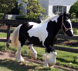 Amazing gypsy filly