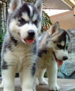 Two lovely pom puppies for new year gift