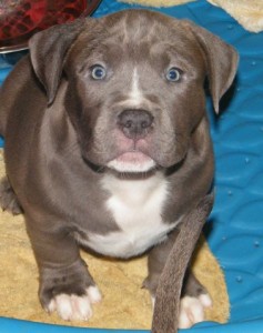 American Pit Bull Puppies For Adoption