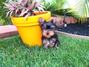 Adorable Male and Female Yorkie Puppies For Free Adoption (Include your cell # so we can call or text at anytime)