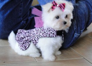 CKC Reg Lovely Maltese PUPPIES