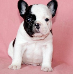 Healthy &amp; Potty Trained French Bulldog Pups Ready For A New Home