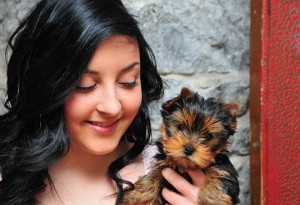 Tenderly raised teacup Yorkie puppies