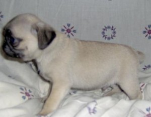 charming male and female pug puppies