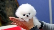 cute and adorable pomeranian puppies for adoption