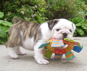 Nice looking bulldog puppies for sale?