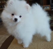 White Teacup Pomeranian Puppies