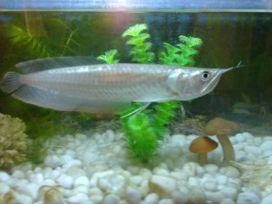 Silver Arowana Fishes and many others Available for sale