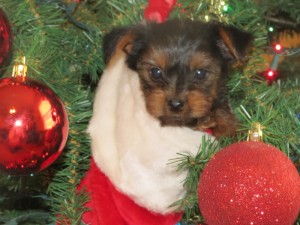 These Little Teacup Yorkie Are Awesome!! - (209) 674-7600