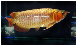 BEST QAULITY SUPER RED AROWANA FISHES FOR SALE