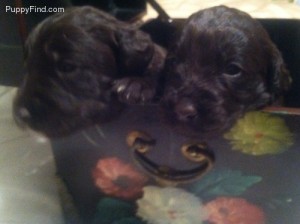 Adorable Labradoodle Puppies for Sale
