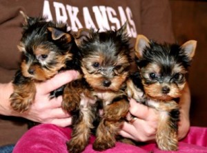 Yorkshire Terrier (Yorkies) AKC/CKC Reg--10 Weeks Old 903-965-6337