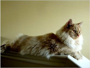 Tica SIBERIAN HYPOALLERGENIC KITTENS AVAILABLE FOR SALE