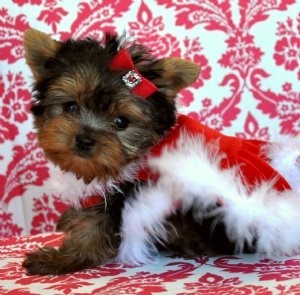 New Year's Tea Cup Yorkie Puppies Available Now
