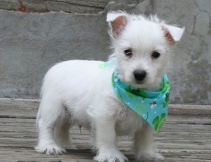 AKC male Westie pup. He comes with AKC papers