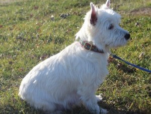 They are very friendly, loving and energetic Westies.