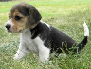 Akc Registered Beagles