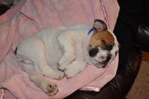 MALE ENGLISH BULLDOG PUPPY FOR REHOMING  (587) 773-1905, (587) 773-1905