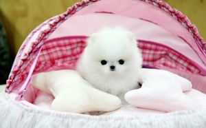 AKC Registered Pomeranian puppies