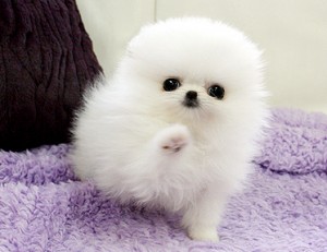 Healthy white pomeranian puppies for you