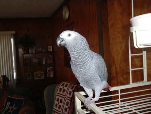 AFRICAN GREY PARROTS AVAILABLE