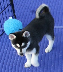 !!!!!!!!!!!!!!!!!!!!!Loving Siberian Husky Puppies Available!!!!!!!!!!!!!!!!!!!!!!!!!!!!!!