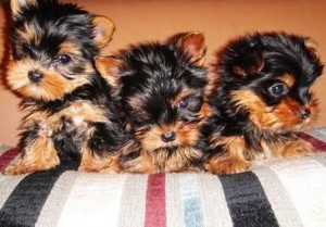 (Yorkie Puppies),Socialized- 2.6-3 Lbs Full Grn