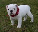 Quality English Bulldog Puppies For Adoption