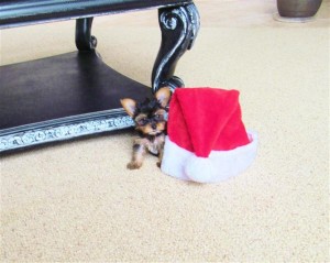 Irresistible Yorkie Puppies For Adoption