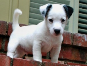jack russell puppies