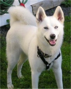 Cute Adorable Siberian Husky For Adoption