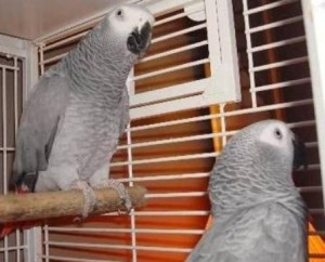 ***African grey parrots for adoption***