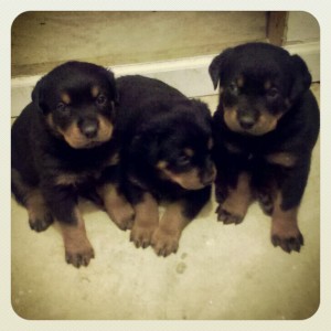 Purebred German Rottweiler Puppies 1 male, 4 females