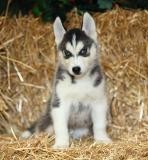 Charming Blue Eyes Siberian Husky Puppies