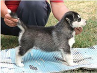 lovely Siberian Husky Puppies ####