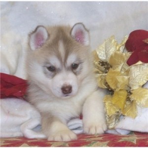 Lovely Siberian Husky  Puppies For A Caring And Loving Home