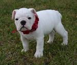 Adorable Male and Female English bulldog puppies