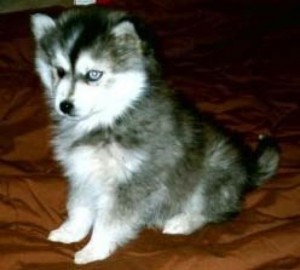 Lovely Siberian Husky Puppies For A loving family