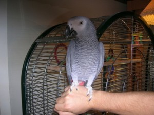 African grey with cage parrot