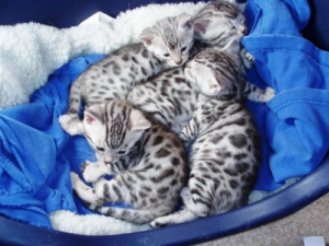 Bengal Kittens for Sale