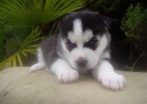 CKC Siberian Husky Puppy for adoption
