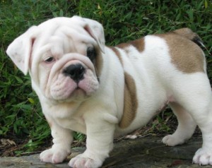 Outgoing, healthy male and female fawn brindle &amp; white English bulldog puppy available