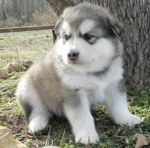 Happy new year to every one.we are small super gentle alaskan malanute puppies puppies